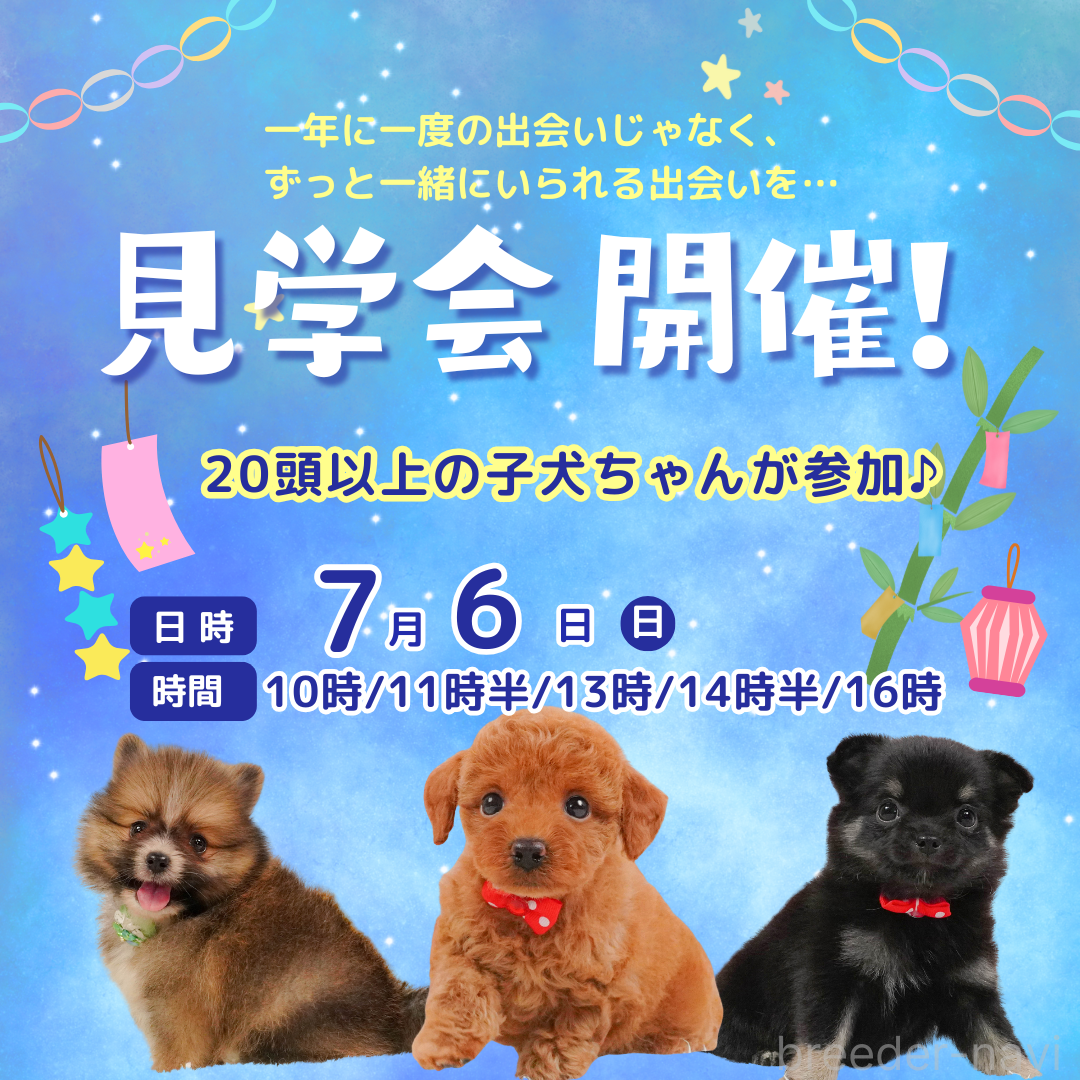 販売中の静岡県のカニンヘンダックスフンド(ロングヘアード)-395500の3枚目